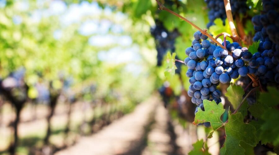 visite des vignes à Bordeaux