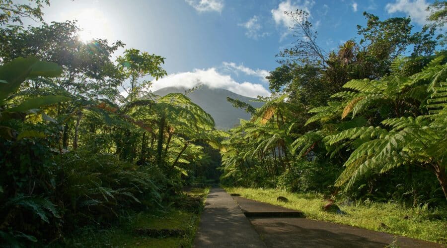 photo de la végétation luxuriante guadeloupe